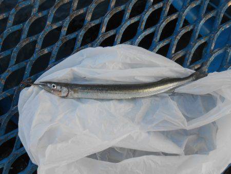 オリジナルメーカー海づり公園(市原市海づり施設) 釣果