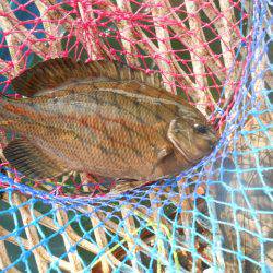 オリジナルメーカー海づり公園(市原市海づり施設) 釣果