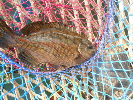オリジナルメーカー海づり公園(市原市海づり施設) 釣果