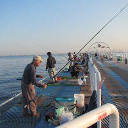 オリジナルメーカー海づり公園(市原市海づり施設) 釣果