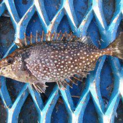 オリジナルメーカー海づり公園(市原市海づり施設) 釣果