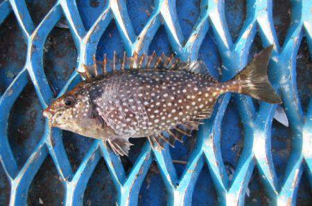 オリジナルメーカー海づり公園(市原市海づり施設) 釣果