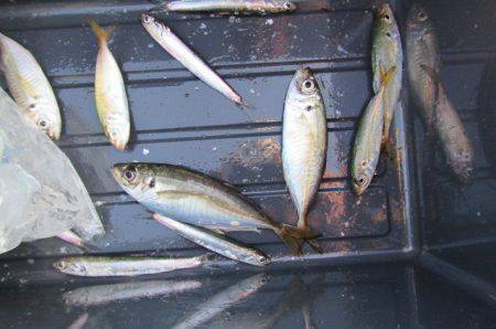 オリジナルメーカー海づり公園(市原市海づり…