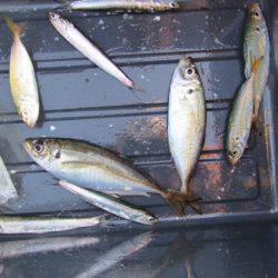 オリジナルメーカー海づり公園(市原市海づり施設) 釣果