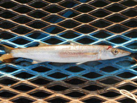 オリジナルメーカー海づり公園(市原市海づり施設) 釣果