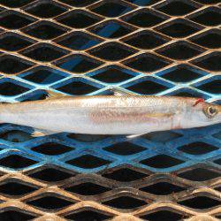 オリジナルメーカー海づり公園(市原市海づり施設) 釣果