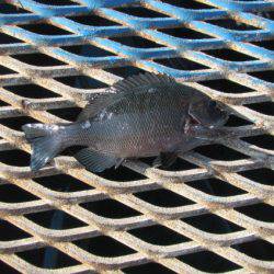 オリジナルメーカー海づり公園(市原市海づり施設) 釣果