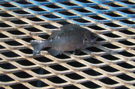 オリジナルメーカー海づり公園(市原市海づり施設) 釣果