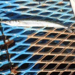 オリジナルメーカー海づり公園(市原市海づり施設) 釣果