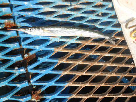 オリジナルメーカー海づり公園(市原市海づり施設) 釣果