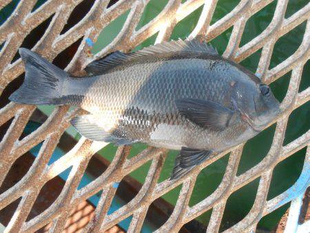 オリジナルメーカー海づり公園(市原市海づり施設) 釣果