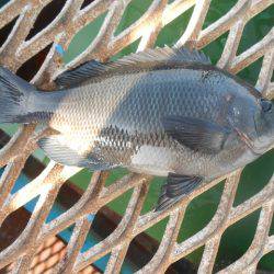 オリジナルメーカー海づり公園(市原市海づり施設) 釣果