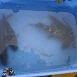 大阪南港海つり公園 釣果