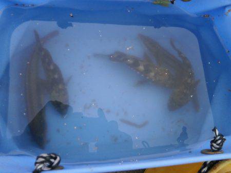 大阪南港海つり公園 釣果