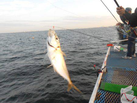 オリジナルメーカー海づり公園(市原市海づり施設) 釣果