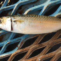 オリジナルメーカー海づり公園(市原市海づり施設) 釣果