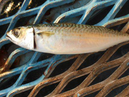 オリジナルメーカー海づり公園(市原市海づり施設) 釣果