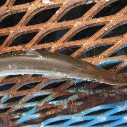 オリジナルメーカー海づり公園(市原市海づり施設) 釣果