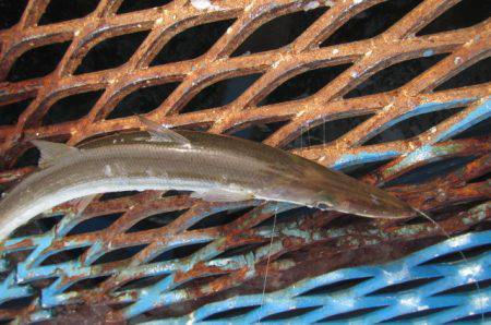 オリジナルメーカー海づり公園(市原市海づり施設) 釣果