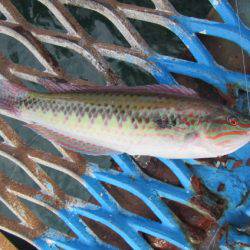 オリジナルメーカー海づり公園(市原市海づり施設) 釣果