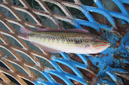 オリジナルメーカー海づり公園(市原市海づり施設) 釣果