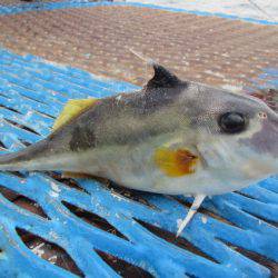 オリジナルメーカー海づり公園(市原市海づり施設) 釣果