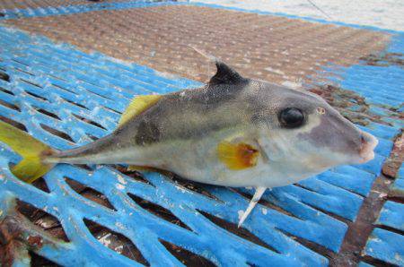 オリジナルメーカー海づり公園(市原市海づり施設) 釣果