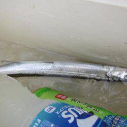 オリジナルメーカー海づり公園(市原市海づり施設) 釣果