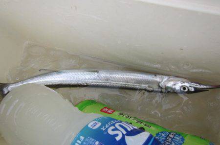 オリジナルメーカー海づり公園(市原市海づり施設) 釣果