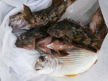 大阪南港海つり公園 釣果