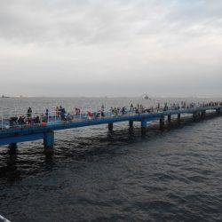 オリジナルメーカー海づり公園(市原市海づり施設) 釣果