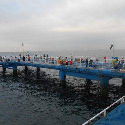 オリジナルメーカー海づり公園(市原市海づり施設) 釣果