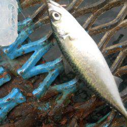 オリジナルメーカー海づり公園(市原市海づり施設) 釣果