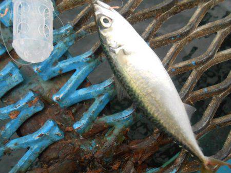 オリジナルメーカー海づり公園(市原市海づり施設) 釣果
