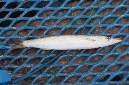 オリジナルメーカー海づり公園(市原市海づり施設) 釣果