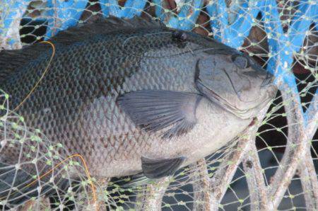 オリジナルメーカー海づり公園(市原市海づり施設) 釣果