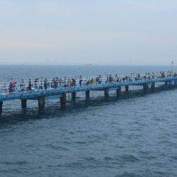 オリジナルメーカー海づり公園(市原市海づり施設) 釣果