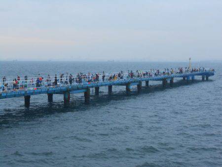 オリジナルメーカー海づり公園(市原市海づり施設) 釣果