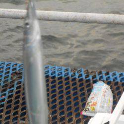 オリジナルメーカー海づり公園(市原市海づり施設) 釣果