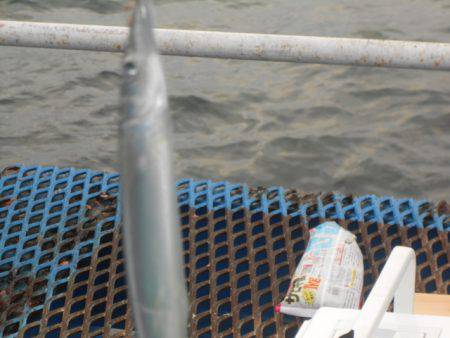 オリジナルメーカー海づり公園(市原市海づり施設) 釣果