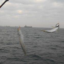 オリジナルメーカー海づり公園(市原市海づり施設) 釣果