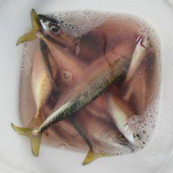 オリジナルメーカー海づり公園(市原市海づり施設) 釣果