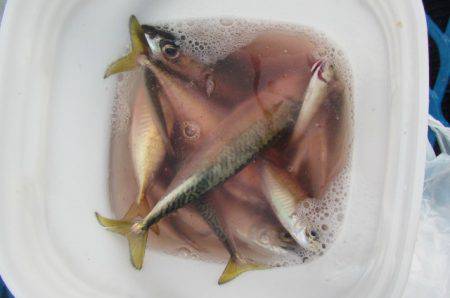 オリジナルメーカー海づり公園(市原市海づり施設) 釣果