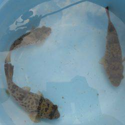 オリジナルメーカー海づり公園(市原市海づり施設) 釣果