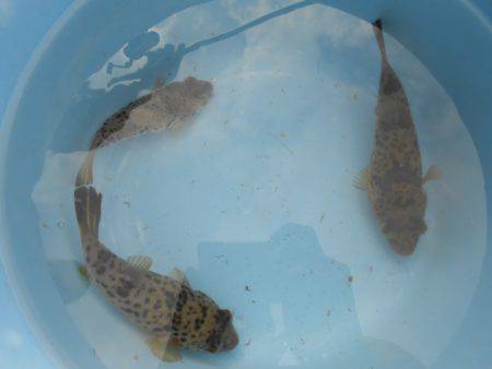 オリジナルメーカー海づり公園(市原市海づり施設) 釣果