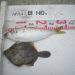 姫路市立遊魚センター 釣果