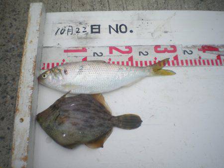 姫路市立遊魚センター 釣果