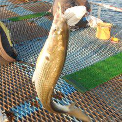 オリジナルメーカー海づり公園(市原市海づり施設) 釣果