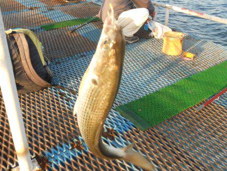 オリジナルメーカー海づり公園(市原市海づり施設) 釣果