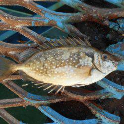 オリジナルメーカー海づり公園(市原市海づり施設) 釣果